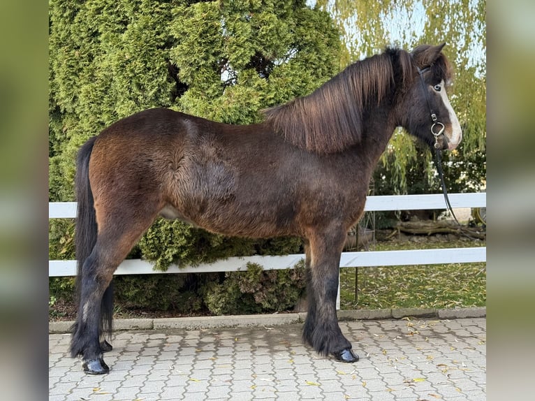 Islandais Hongre 6 Ans 150 cm Bai brun foncé in Lochen am See