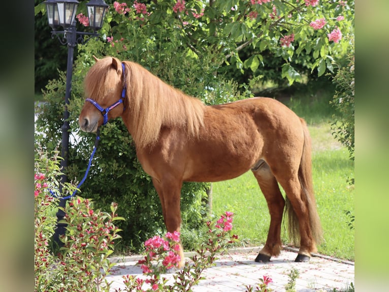 Islandais Hongre 6 Ans Alezan in Straßwalchen