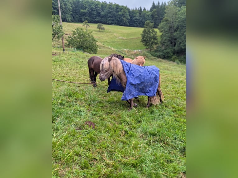 Islandais Hongre 7 Ans 133 cm  in Bad Peterstal-Griesbach