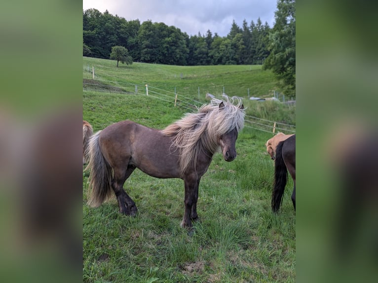 Islandais Hongre 7 Ans 133 cm  in Bad Peterstal-Griesbach