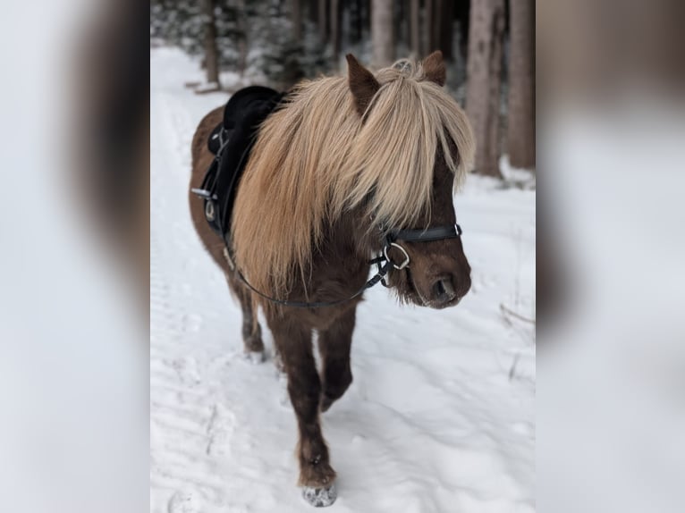 Islandais Hongre 7 Ans 133 cm  in Bad Peterstal-Griesbach
