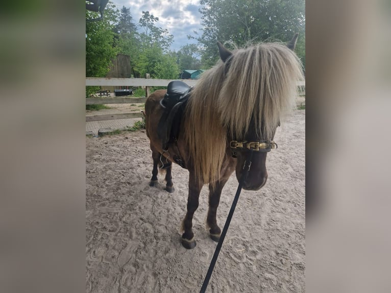 Islandais Hongre 7 Ans 133 cm  in Bad Peterstal-Griesbach