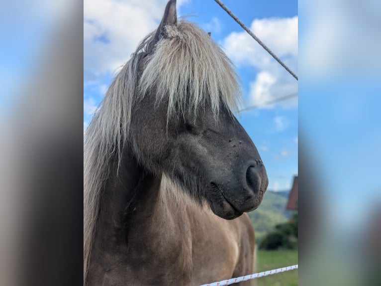 Islandais Hongre 7 Ans 133 cm  in Bad Peterstal-Griesbach