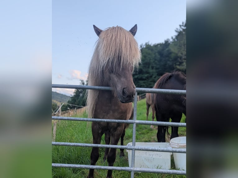 Islandais Hongre 7 Ans 133 cm  in Bad Peterstal-Griesbach
