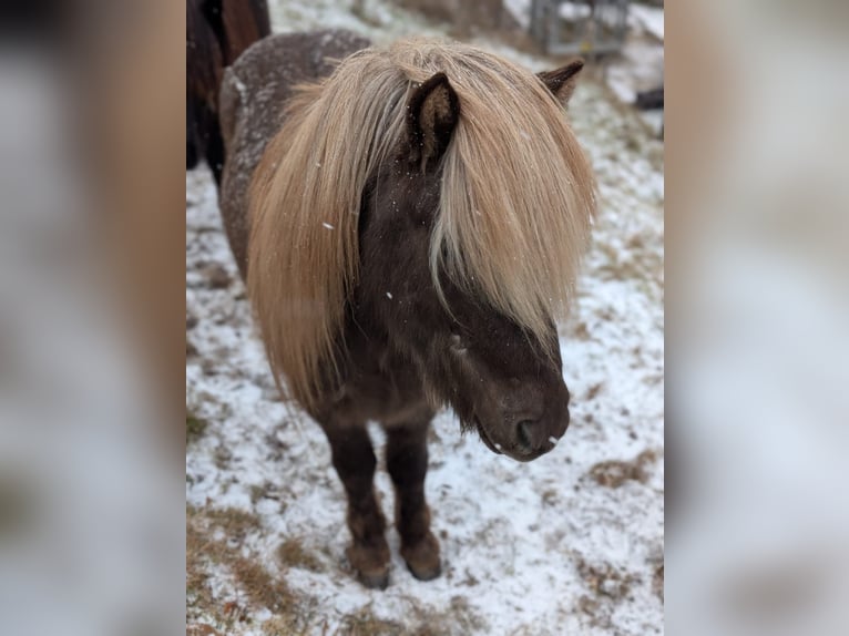 Islandais Hongre 7 Ans 133 cm  in Bad Peterstal-Griesbach