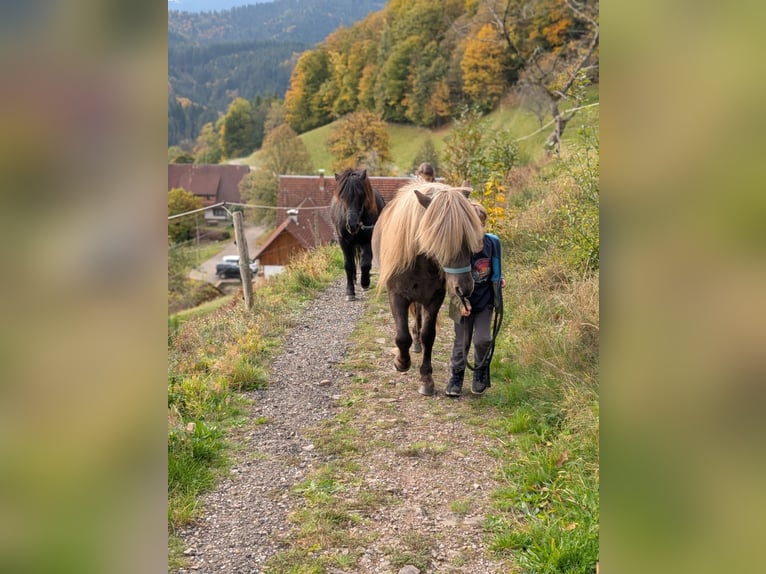 Islandais Hongre 7 Ans 133 cm  in Bad Peterstal-Griesbach