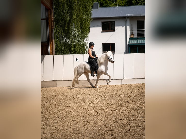 Islandais Hongre 7 Ans 137 cm  in Mühlhausen
