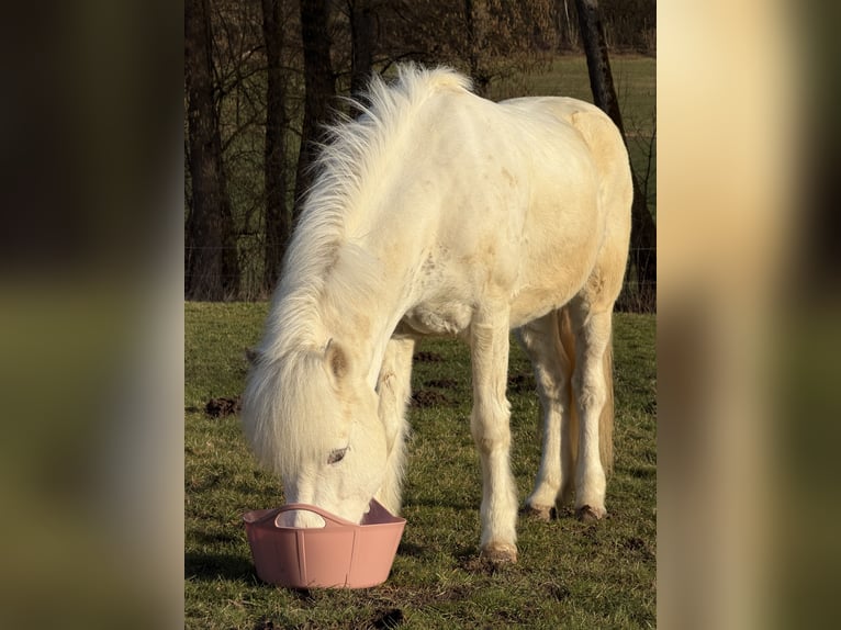 Islandais Hongre 7 Ans 137 cm  in Mühlhausen