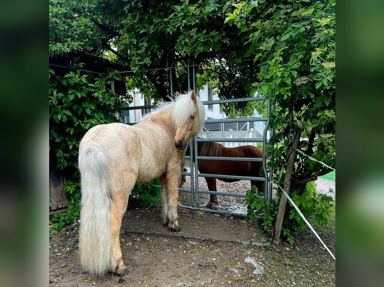 Islandais Hongre 7 Ans 137 cm Palomino in Künten