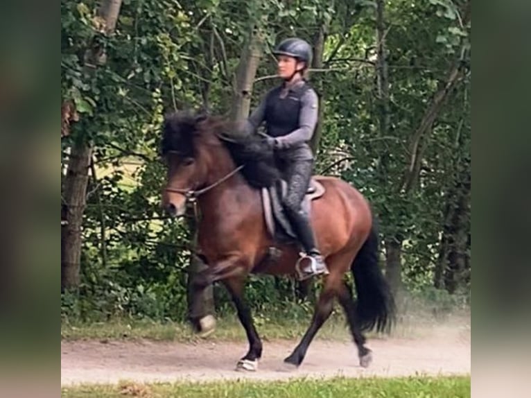 Islandais Hongre 7 Ans 138 cm Bai in Wiemersdorf