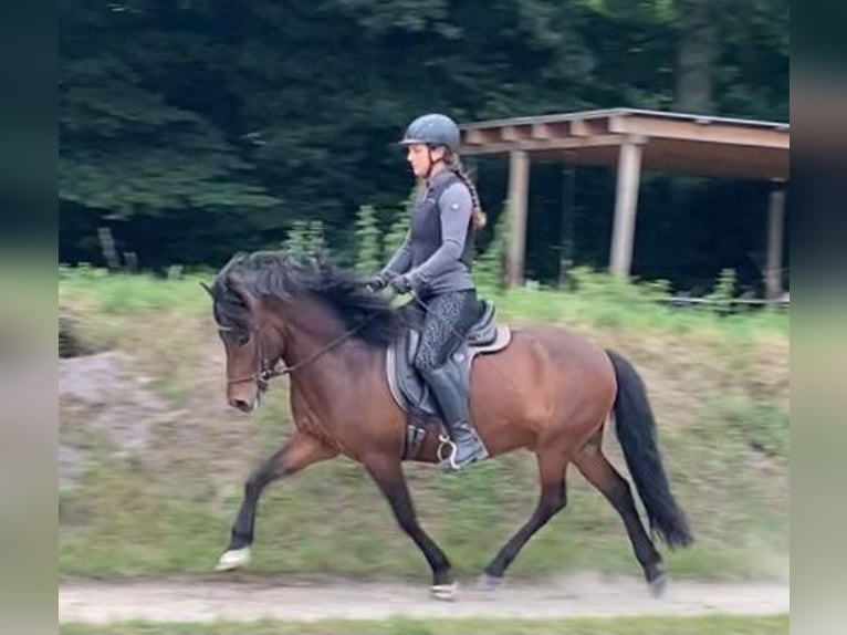 Islandais Hongre 7 Ans 138 cm Bai in Wiemersdorf