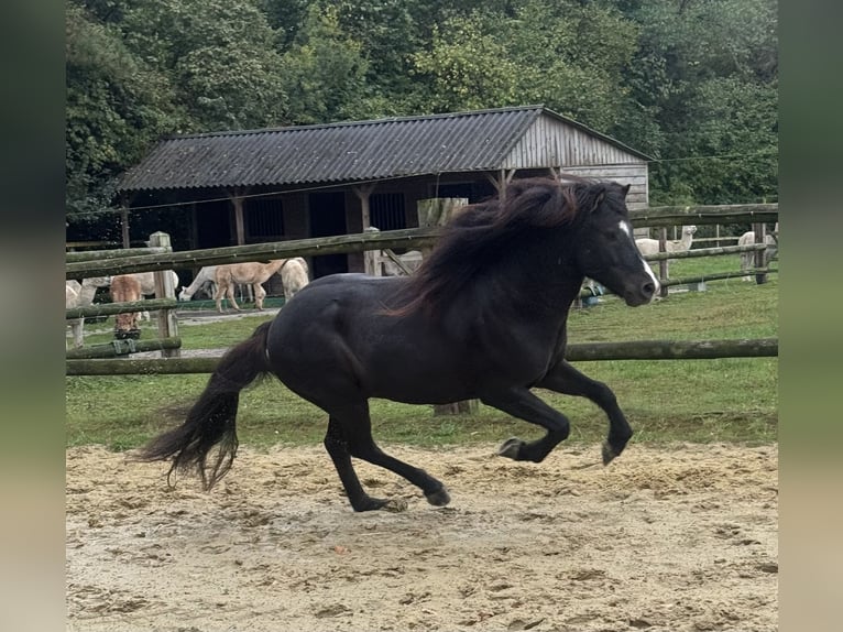 Islandais Hongre 7 Ans 139 cm Noir in L&#xFC;dinghausen