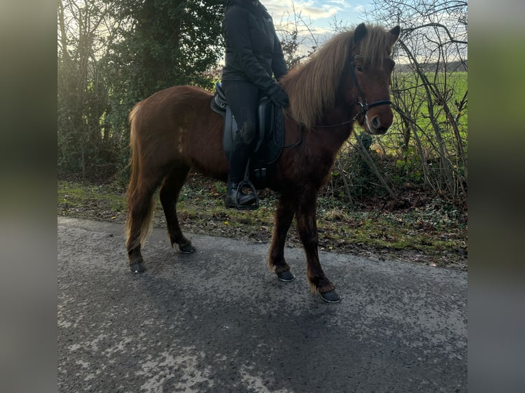 Islandais Hongre 7 Ans 140 cm Alezan in Martfeld