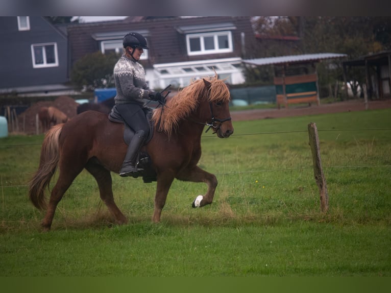 Islandais Hongre 7 Ans 141 cm Alezan in Wuppertal