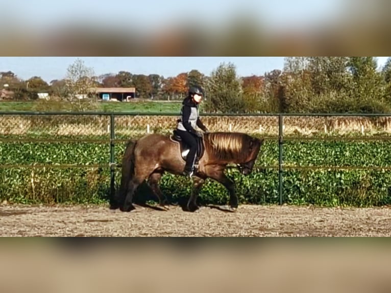 Islandais Hongre 7 Ans 141 cm Isabelle in Waldfeucht