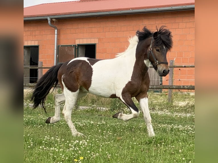 Islandais Hongre 7 Ans 142 cm Pinto in Bücken