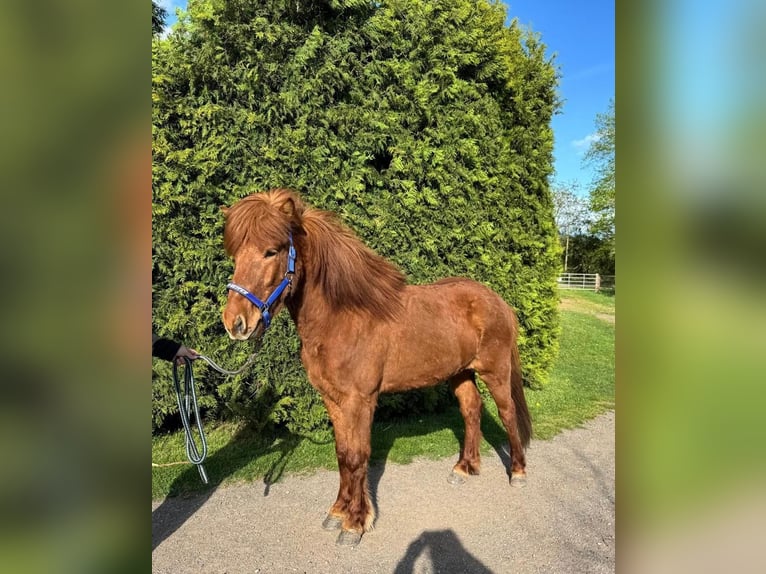 Islandais Hongre 7 Ans 143 cm Alezan in Blieskastel