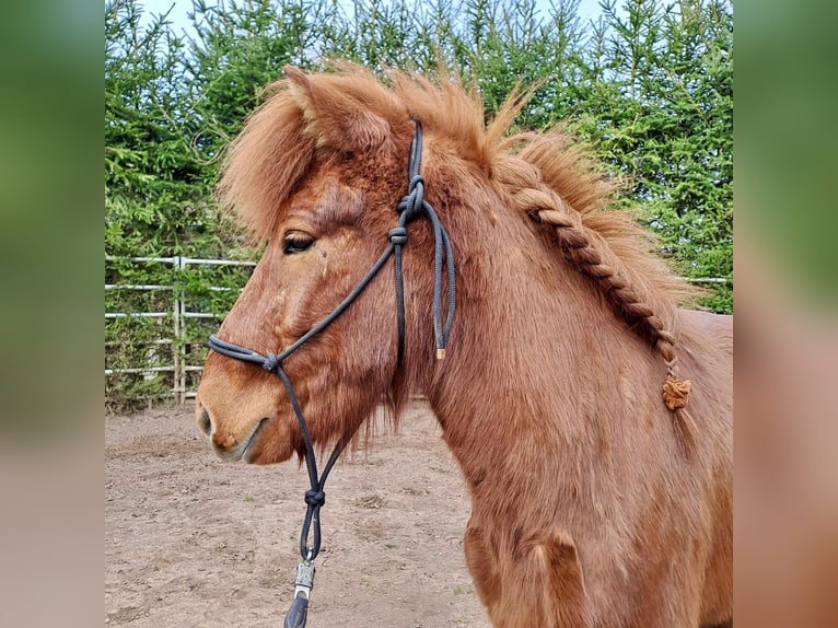 Islandais Hongre 7 Ans 143 cm Alezan in Blieskastel