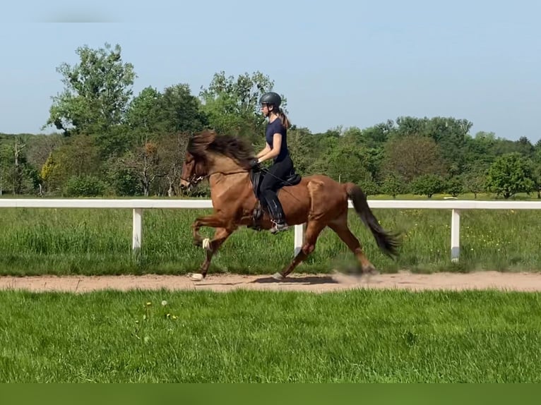 Islandais Hongre 7 Ans 143 cm Bai in Freiburg im Breisgau