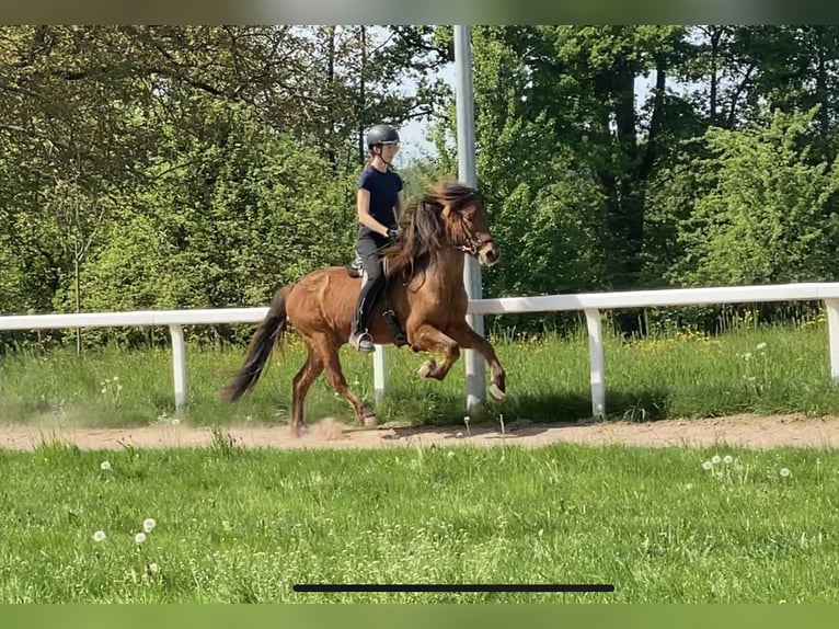 Islandais Hongre 7 Ans 143 cm Bai in Freiburg im Breisgau