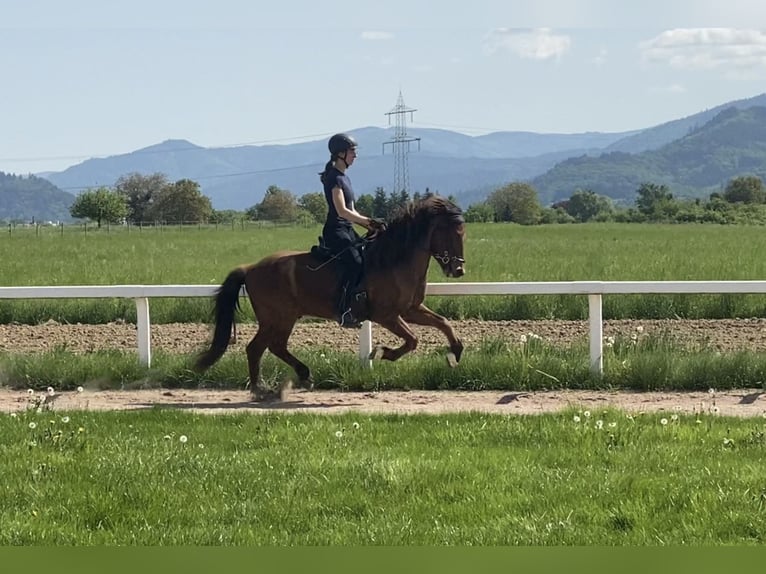 Islandais Hongre 7 Ans 143 cm Bai in Freiburg im Breisgau