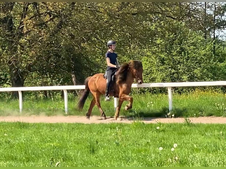 Islandais Hongre 7 Ans 143 cm Bai in Freiburg im Breisgau