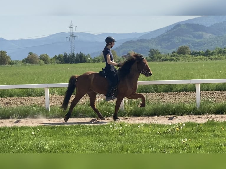 Islandais Hongre 7 Ans 143 cm Bai in Freiburg im Breisgau