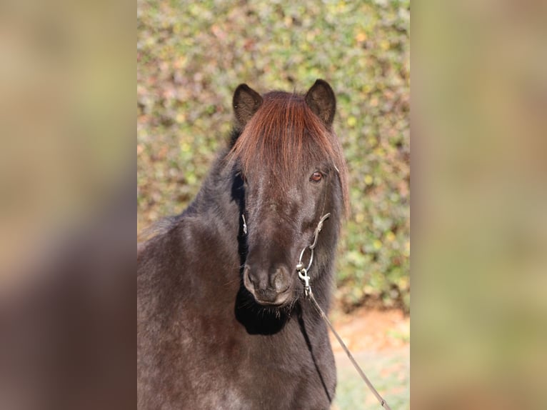 Islandais Hongre 7 Ans 143 cm Noir in Dohm-Lammersdorf