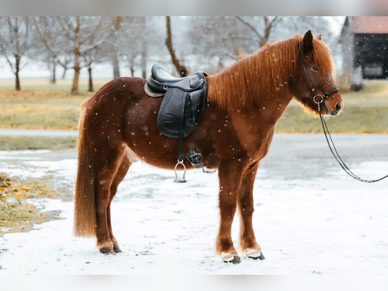 Islandais Hongre 7 Ans 144 cm Alezan in Taufkirchen an der Trattnach