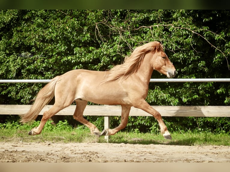Islandais Hongre 7 Ans 144 cm Isabelle in Soltau