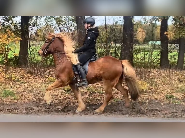 Islandais Hongre 7 Ans 145 cm Alezan in Schneverdingen