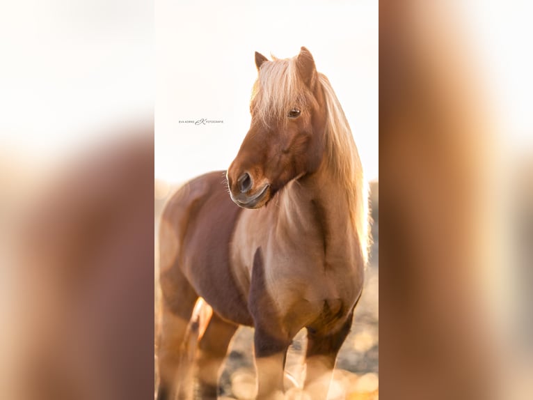 Islandais Hongre 7 Ans 145 cm Alezan in Hildesheim
