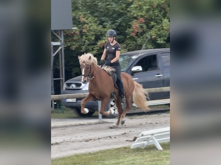 Islandais Hongre 7 Ans 145 cm Alezan in Limeshain