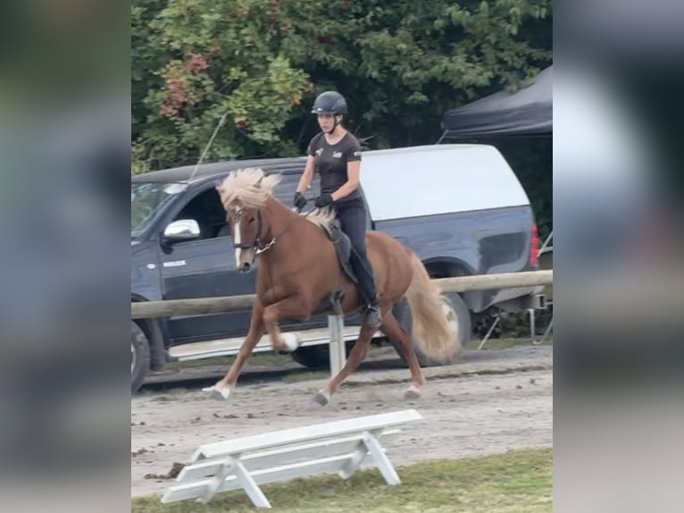 Islandais Hongre 7 Ans 145 cm Alezan in Limeshain