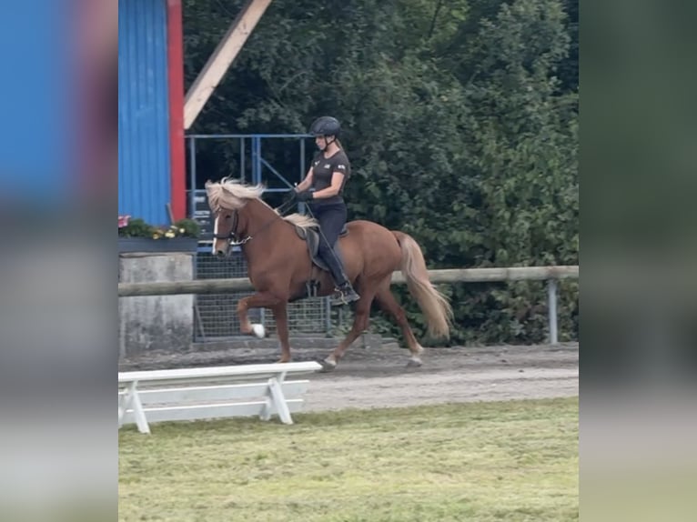 Islandais Hongre 7 Ans 145 cm Alezan in Limeshain