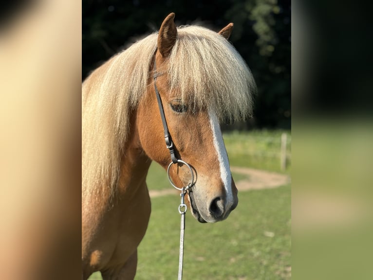 Islandais Hongre 7 Ans 145 cm Alezan in Limeshain