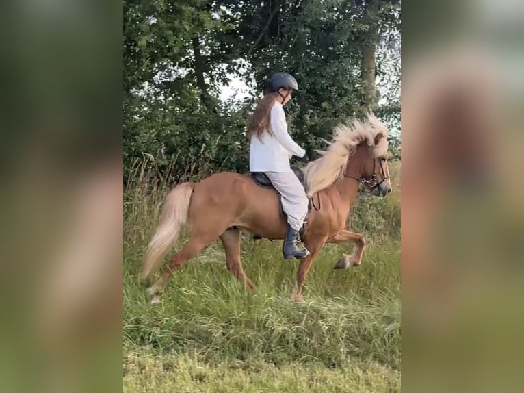 Islandais Hongre 7 Ans 145 cm Alezan in Limeshain
