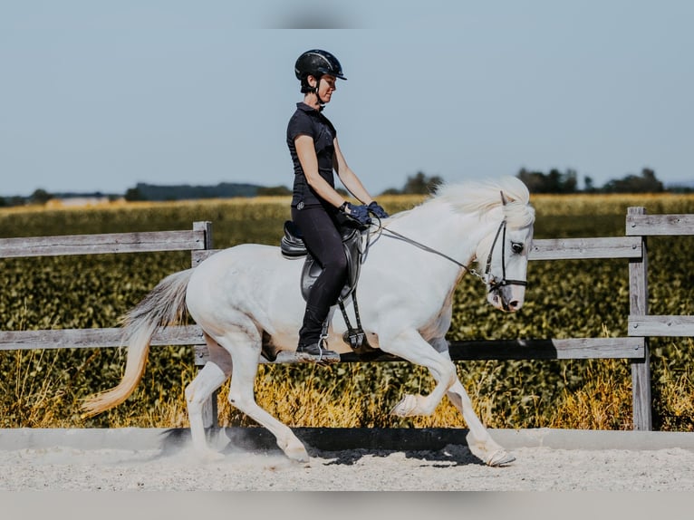 Islandais Hongre 7 Ans 145 cm Gris in Taufkirchen/Trattnach
