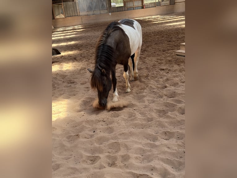 Islandais Hongre 7 Ans 148 cm Pinto in Kall