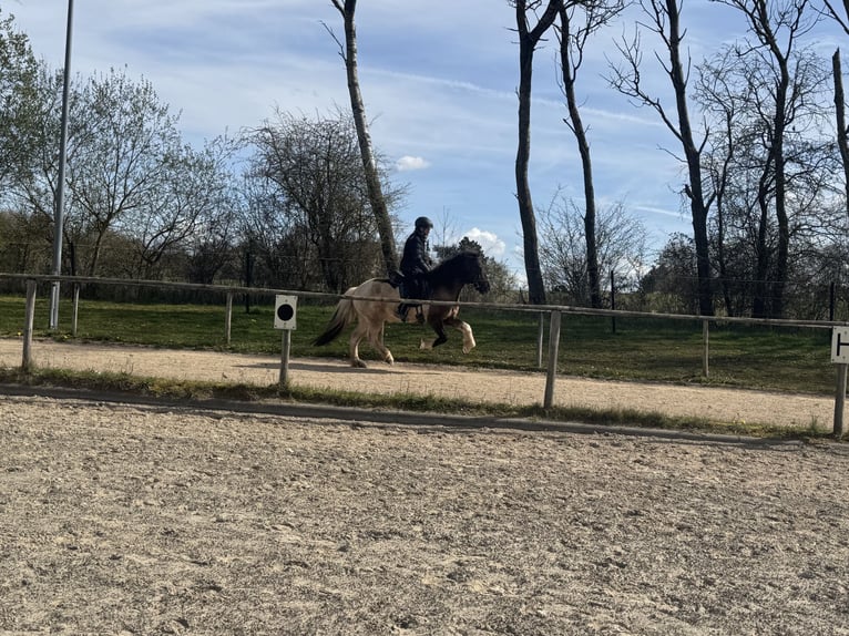 Islandais Hongre 7 Ans 148 cm Pinto in Kall