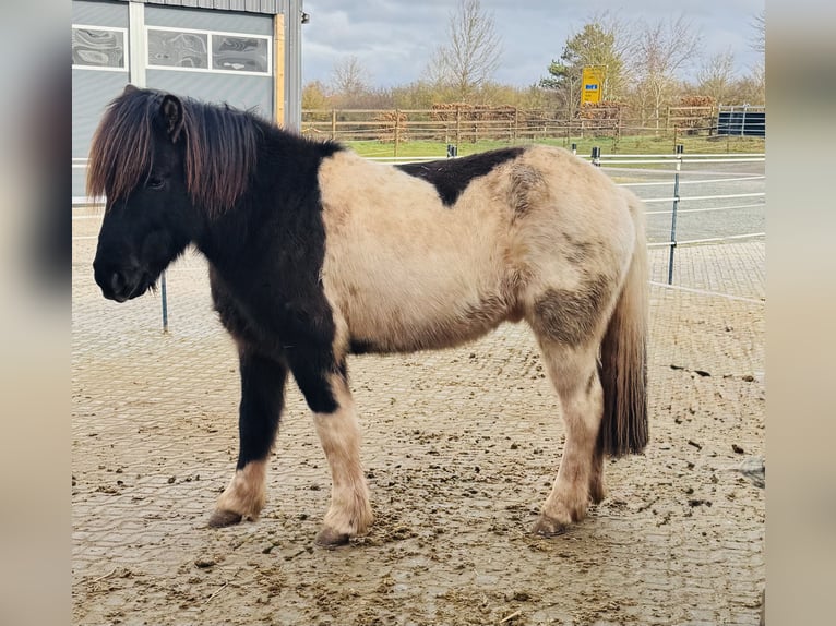 Islandais Hongre 7 Ans 148 cm Pinto in Kall