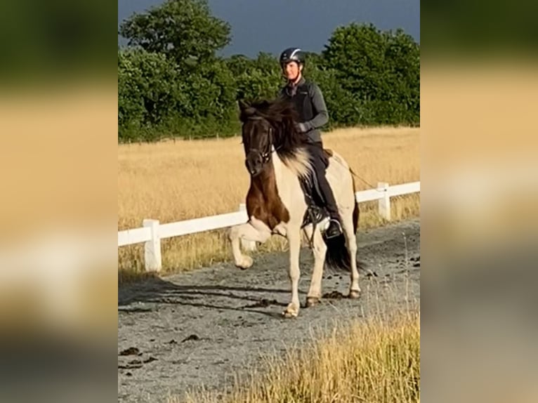 Islandais Hongre 7 Ans 149 cm Pinto in Wiemersdorf