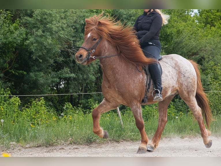 Islandais Hongre 7 Ans Alezan in Pfalzgrafenweiler