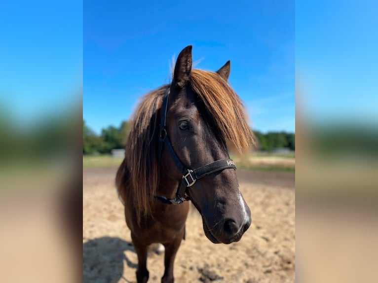 Islandais Hongre 7 Ans Pinto in Buchholz in der NordheideBuchholz