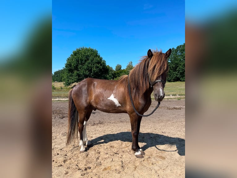 Islandais Hongre 7 Ans Pinto in Buchholz in der NordheideBuchholz