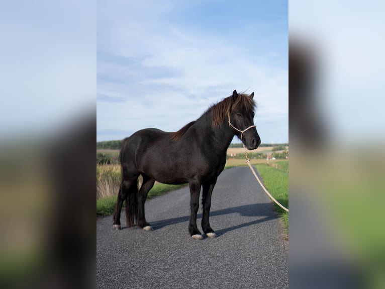 Islandais Hongre 8 Ans 136 cm Noir in Uehlfeld