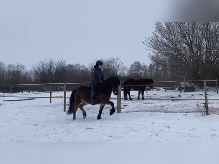 Islandais Hongre 8 Ans 138 cm Bai in Bosau
