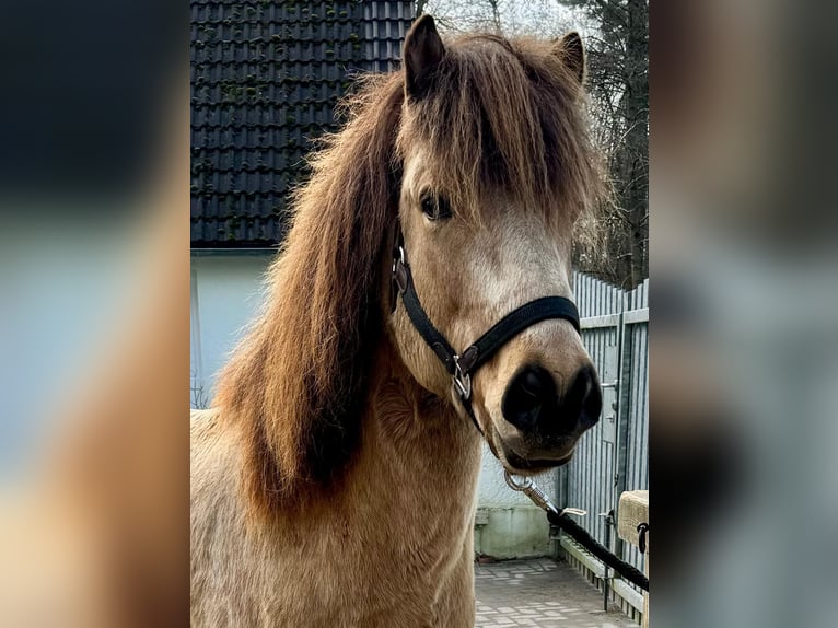 Islandais Hongre 8 Ans 139 cm Buckskin in Ratingen