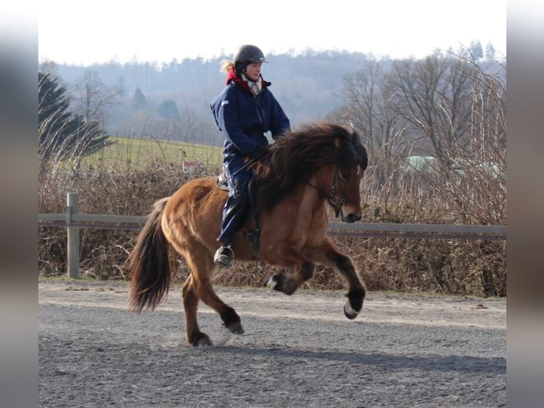 Islandais Hongre 8 Ans 139 cm Isabelle in Bad Honnef