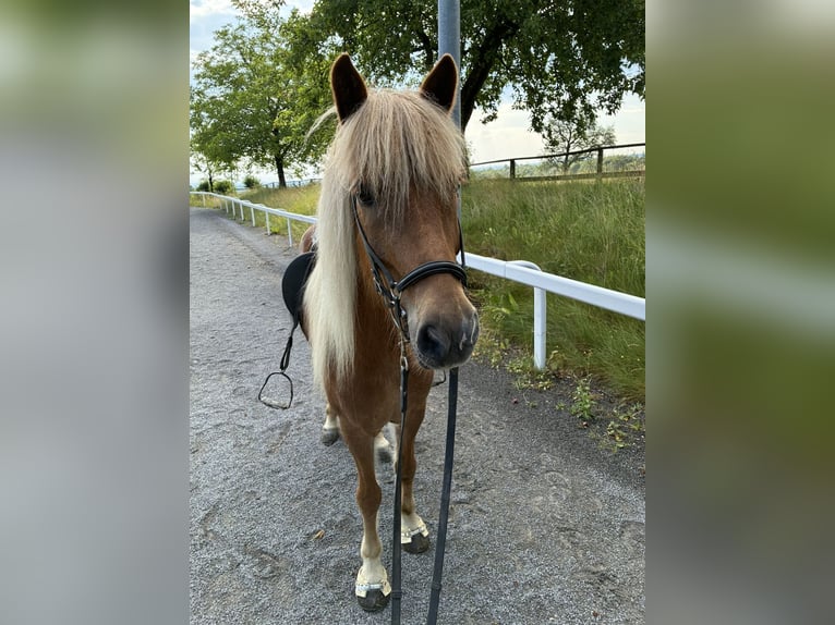 Islandais Hongre 8 Ans 140 cm Alezan in Pöttmes